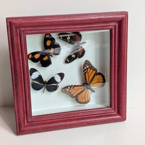 Real Taxidermy Preserved 4 Morpho Butterflies Shadow Box Wood Frame